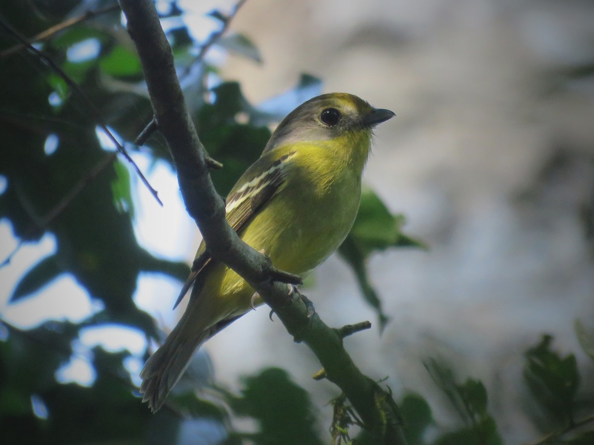 Wing-barred Piprites - ML642525451