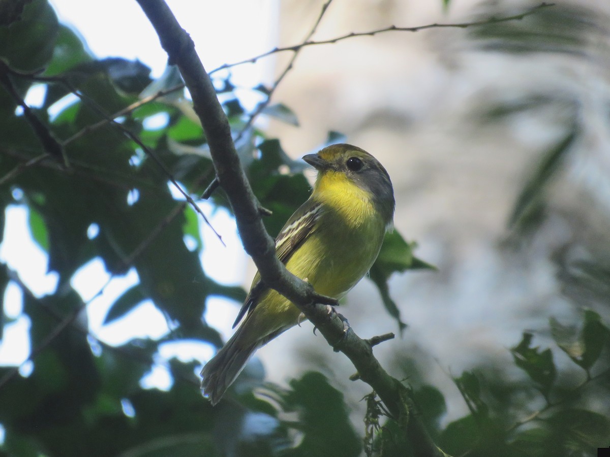 Wing-barred Piprites - ML642525454