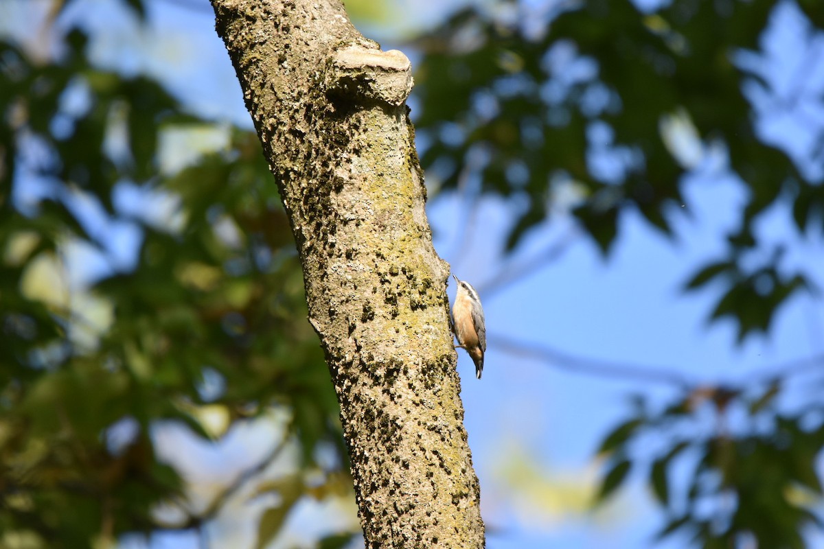 Red-breasted Nuthatch - ML642525455