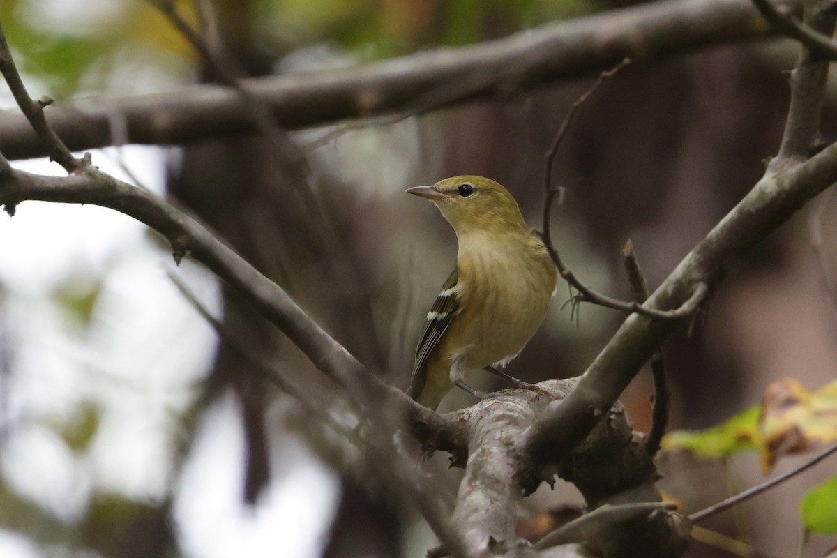 Bay-breasted Warbler - ML642525465