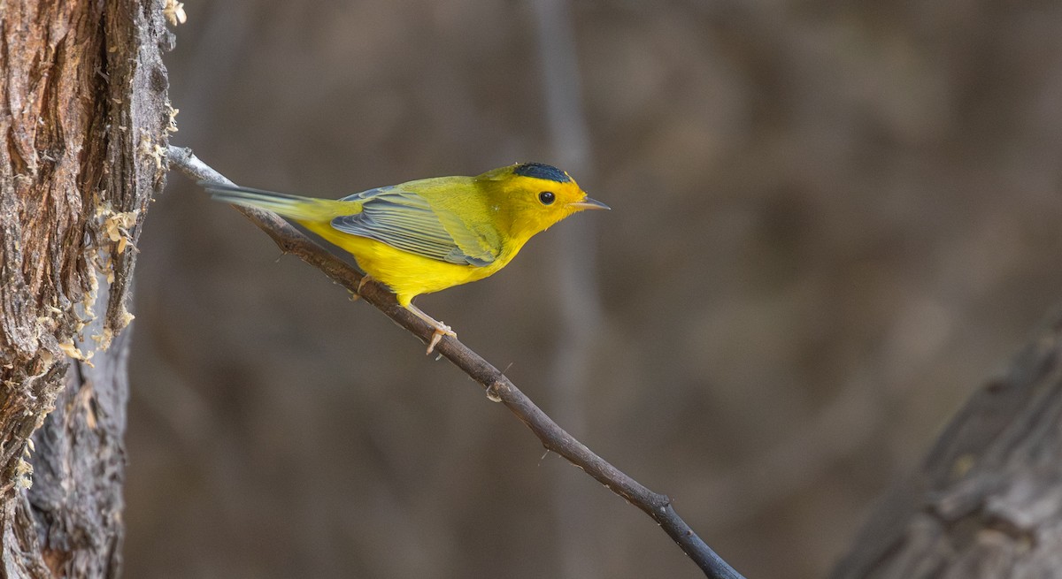 Wilson's Warbler - ML642525501