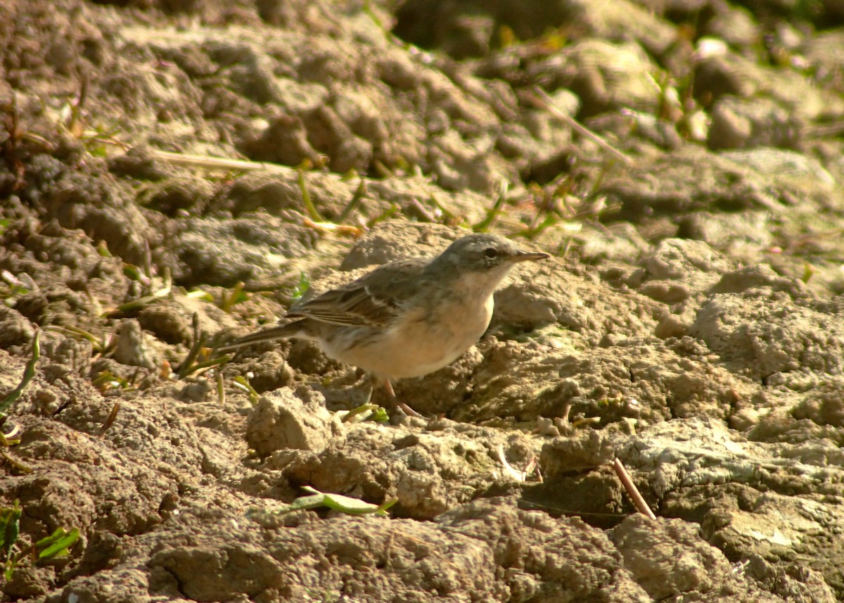 Water Pipit - ML642525502