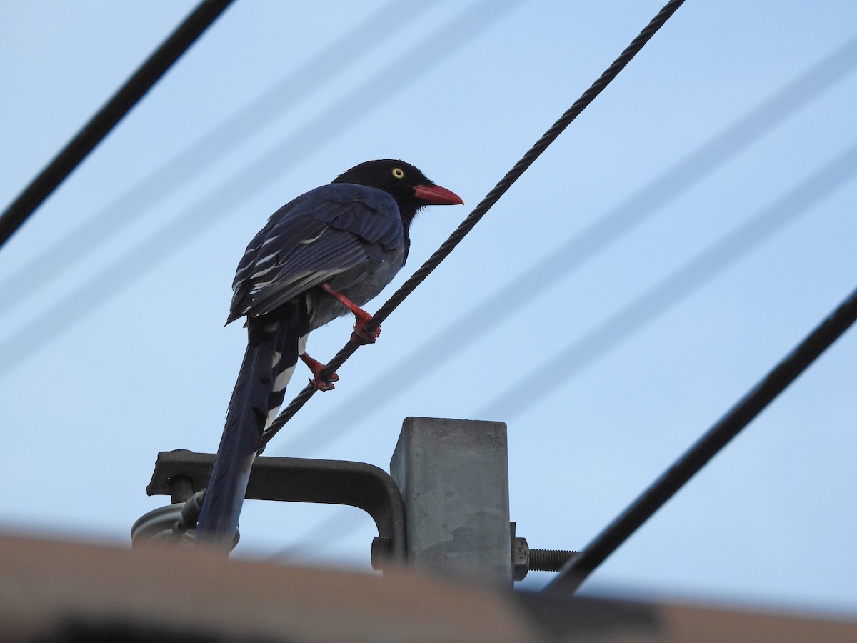 Taiwan Blue-Magpie - ML642525522