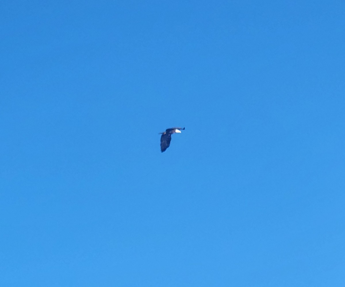 Bald Eagle - ML642525555