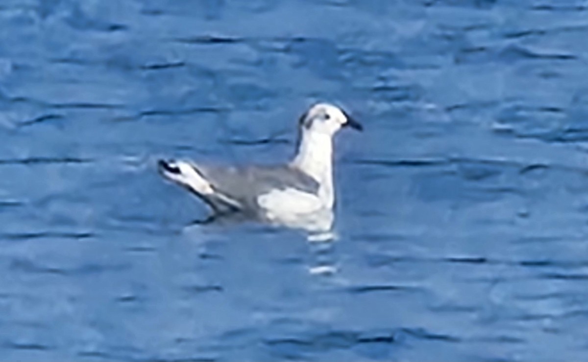 Laughing Gull - ML642525562