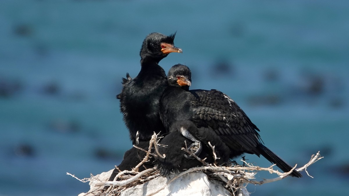 Crowned Cormorant - ML642525578