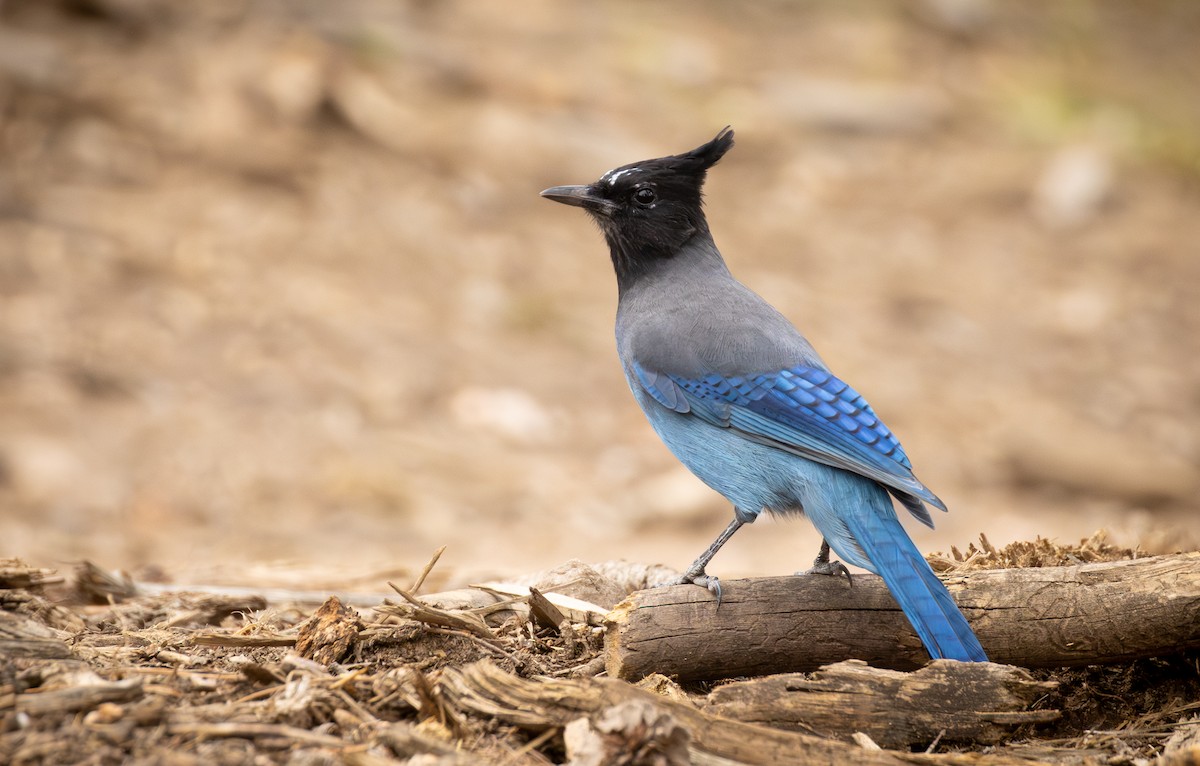 Steller's Jay - ML642525586