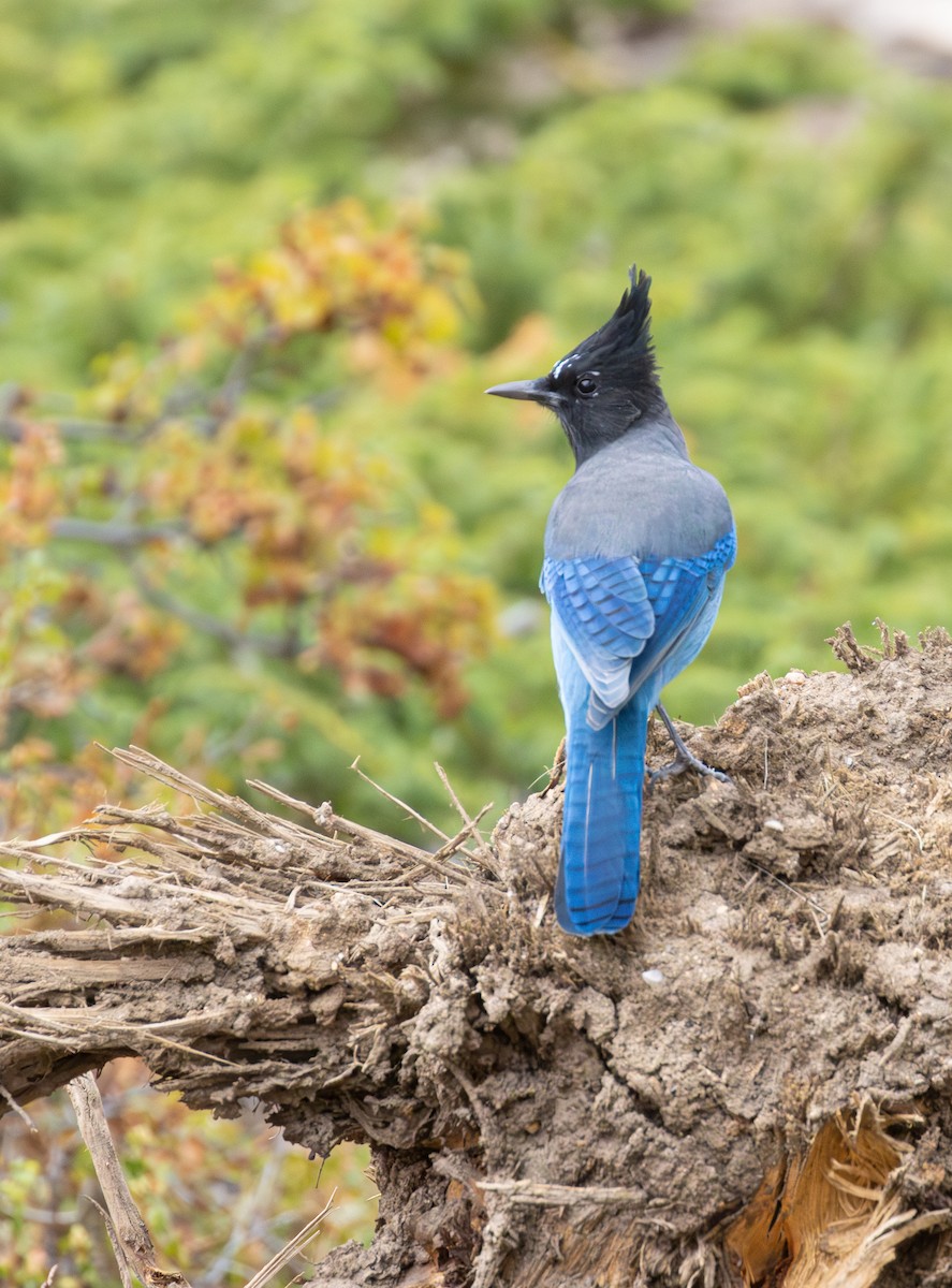 Steller's Jay - ML642525587