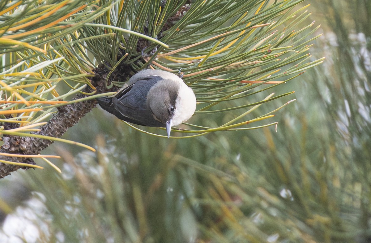 Pygmy Nuthatch - ML642525590
