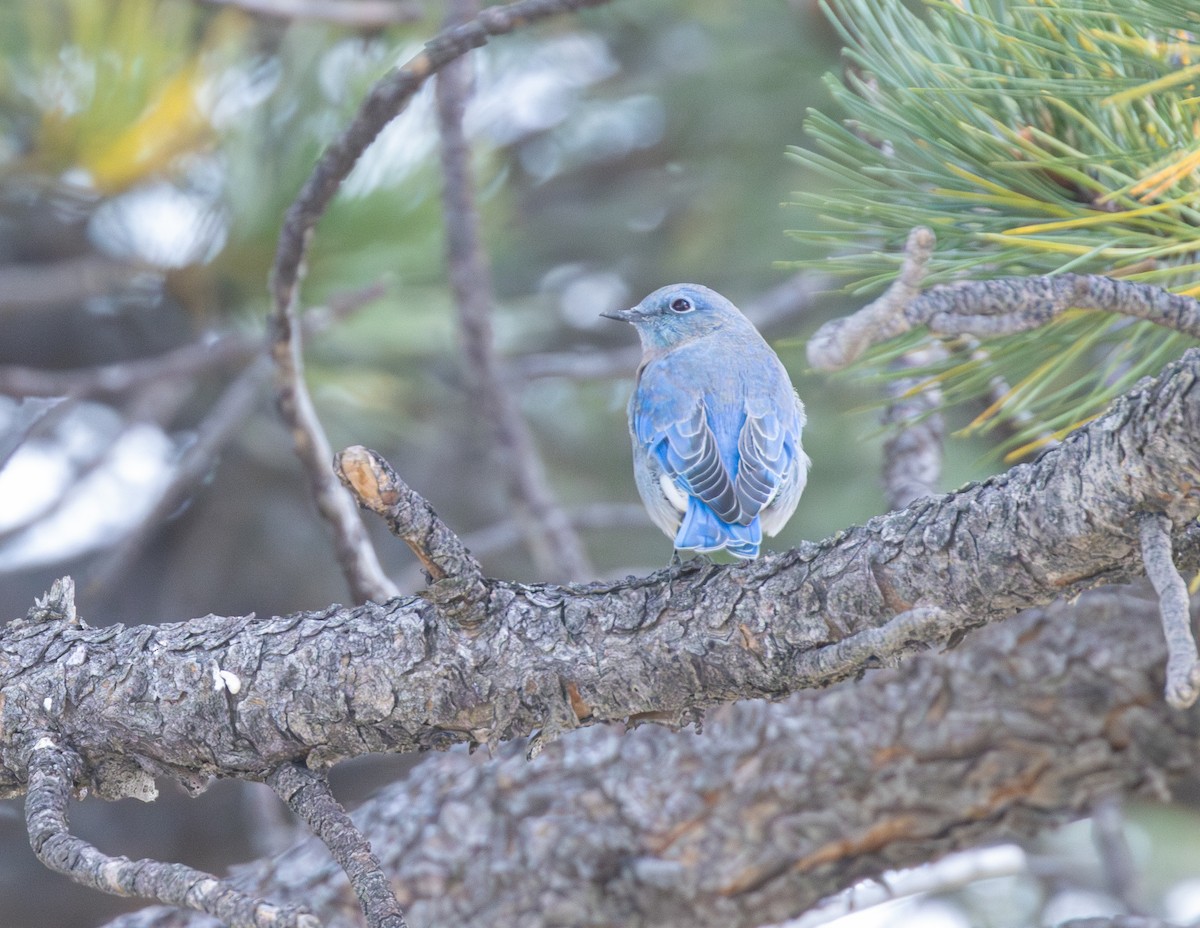 Mountain Bluebird - ML642525595