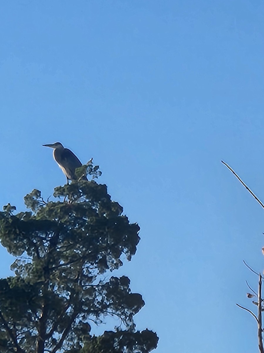 Great Blue Heron - ML642525602
