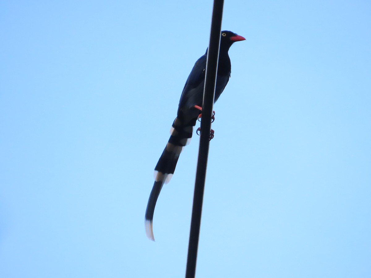 Taiwan Blue-Magpie - ML642525603