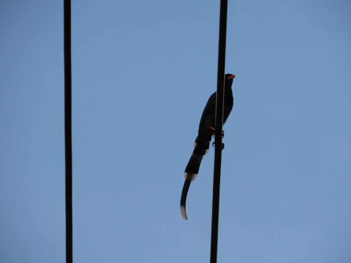 Taiwan Blue-Magpie - ML642525604