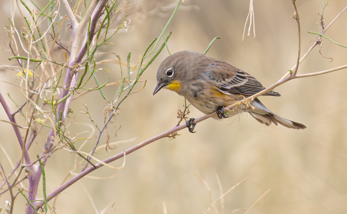 Yellow-rumped Warbler - ML642525609