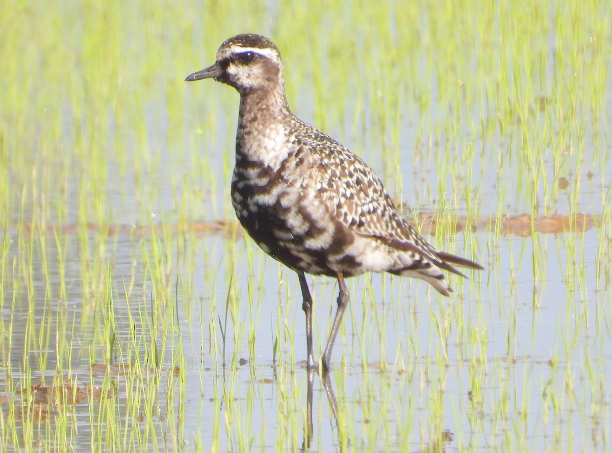 kulík hnědokřídlý - ML642525642