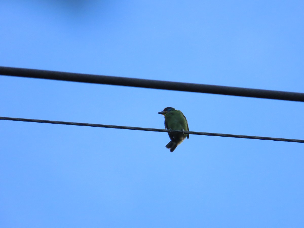 Taiwan Barbet - ML642525646