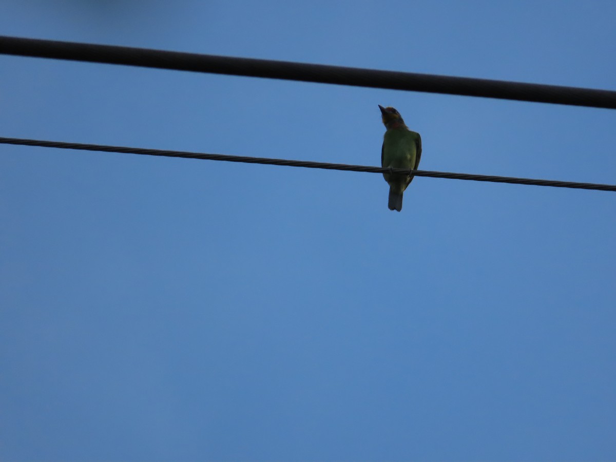 Taiwan Barbet - ML642525647