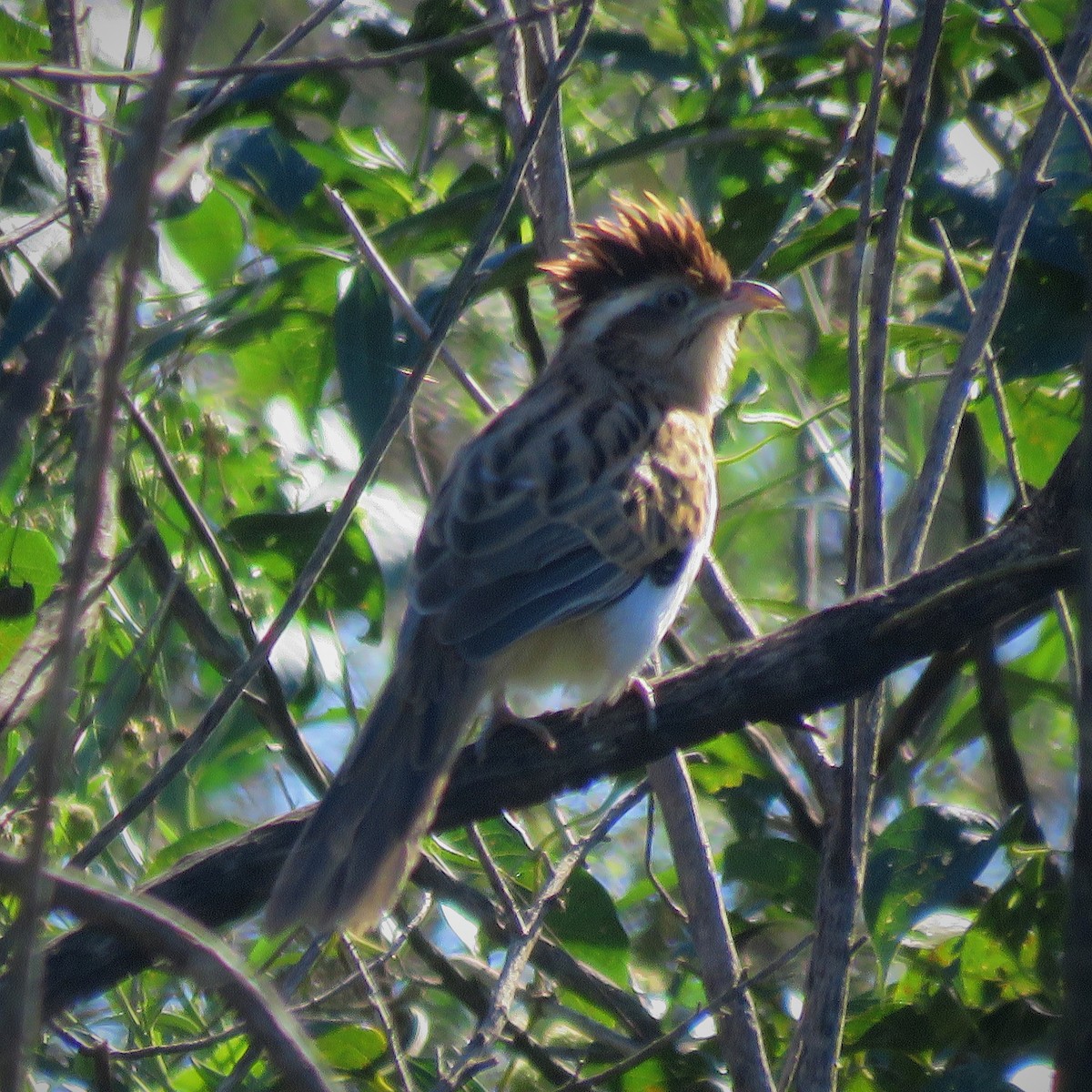 Striped Cuckoo - ML642525654