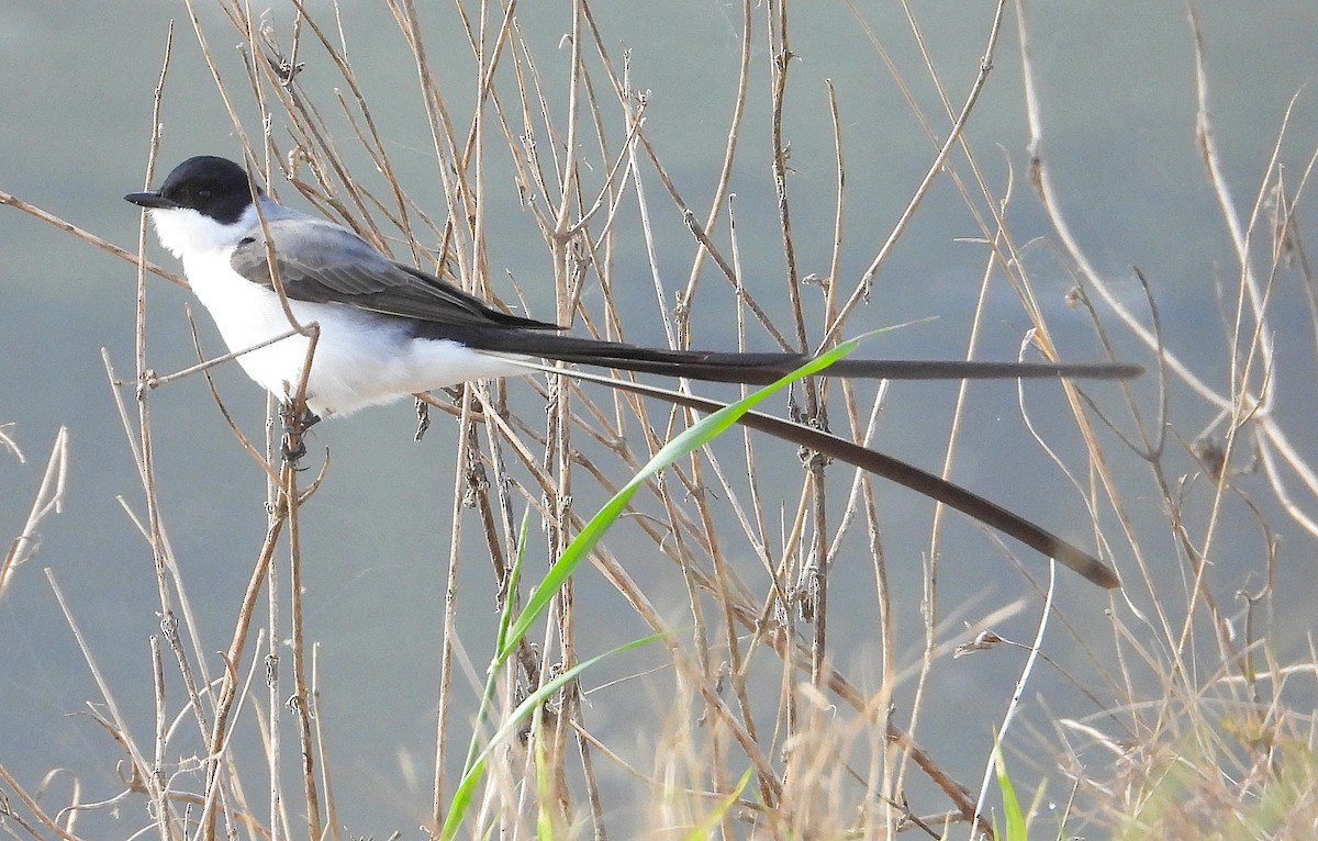 tyran savanový - ML642525656