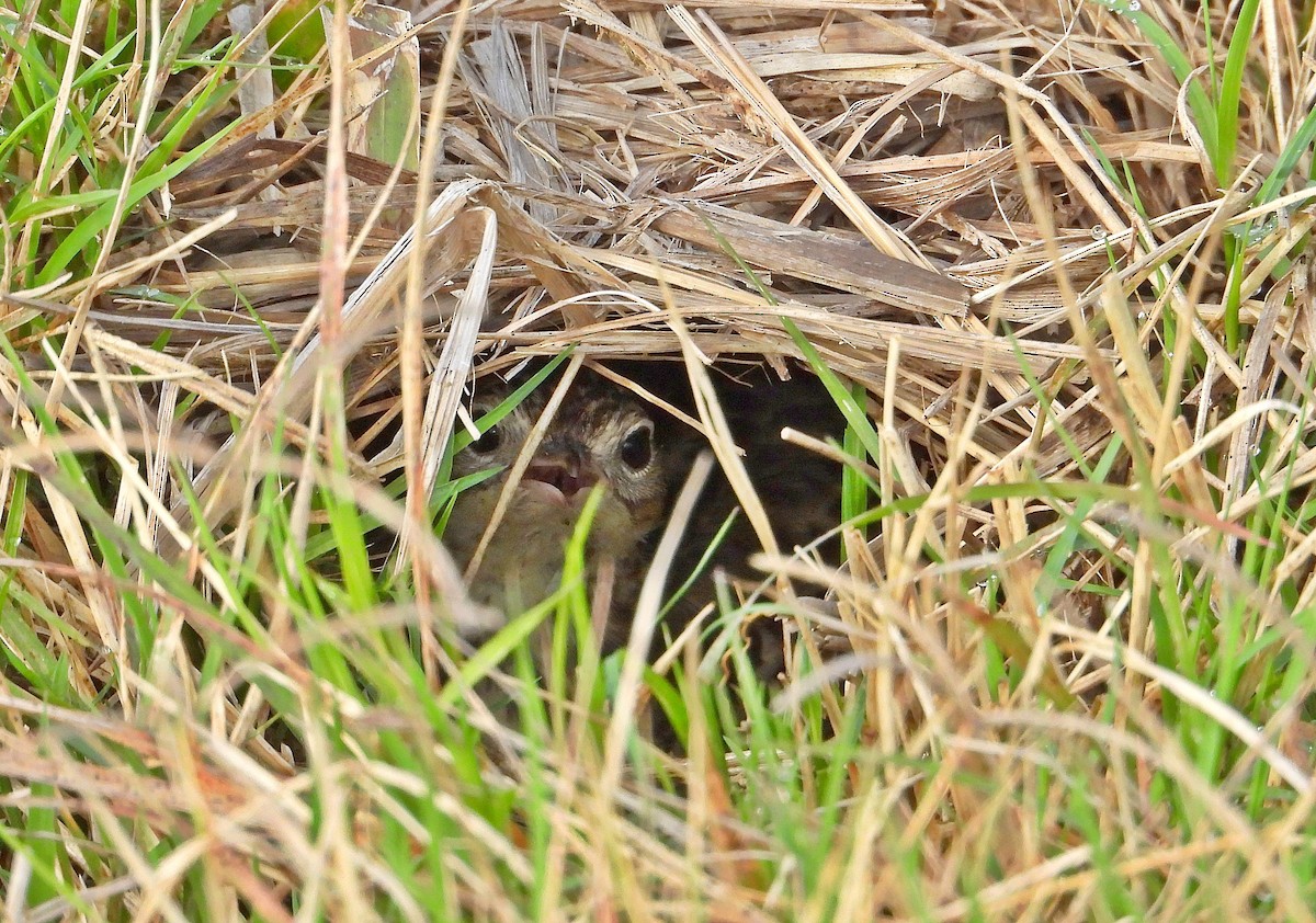 linduška savanová - ML642525673