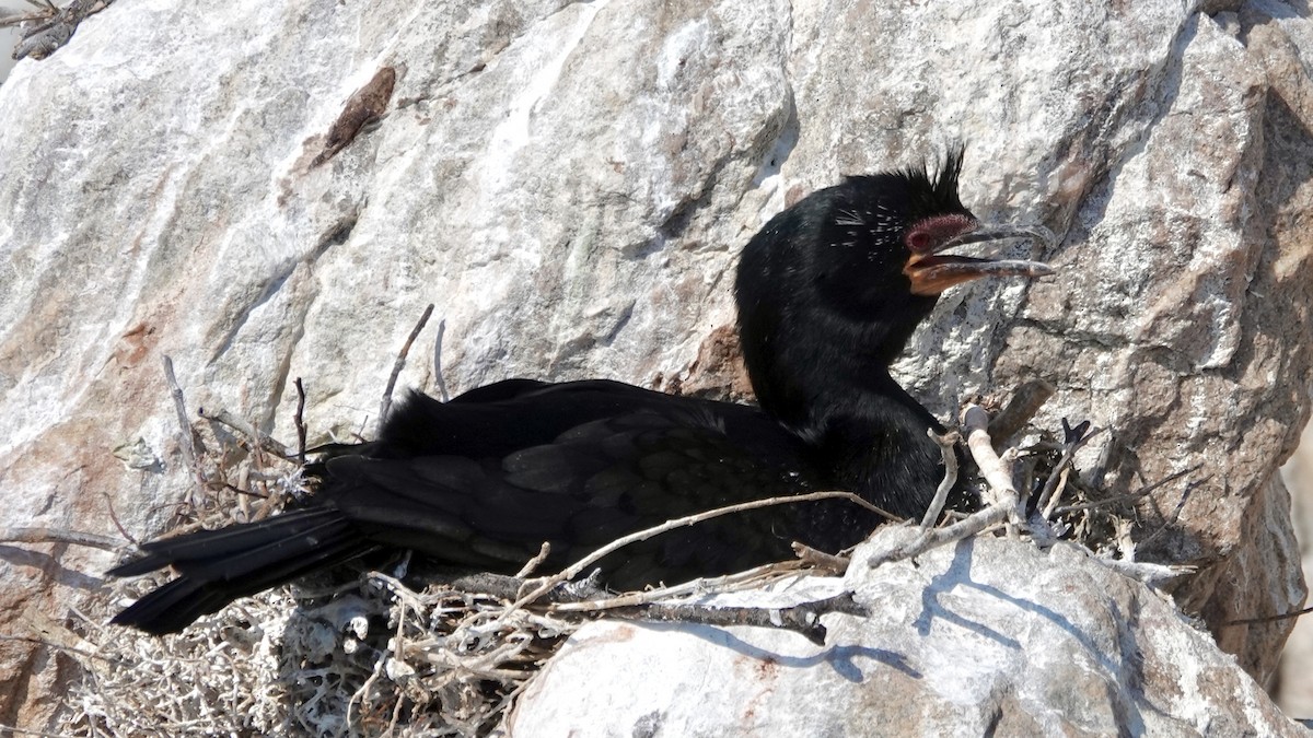 Crowned Cormorant - ML642525691