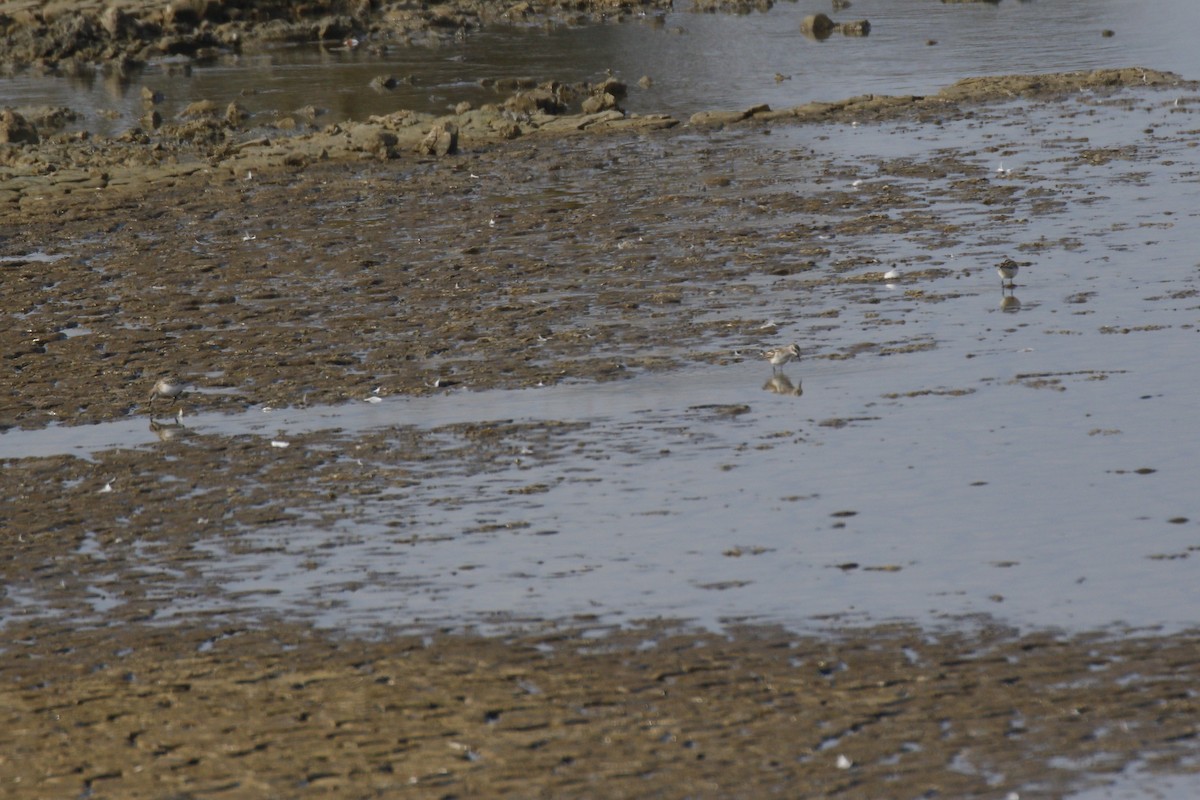 Одой элсэг - ML642525700