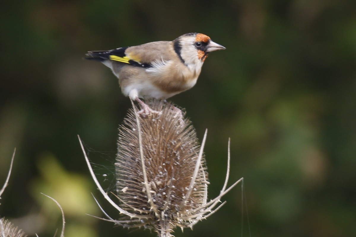 Бор бужирга - ML642525710