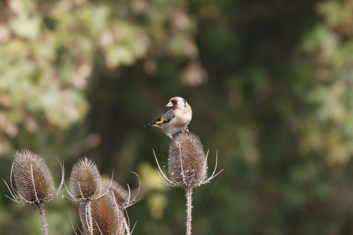 Бор бужирга - ML642525711