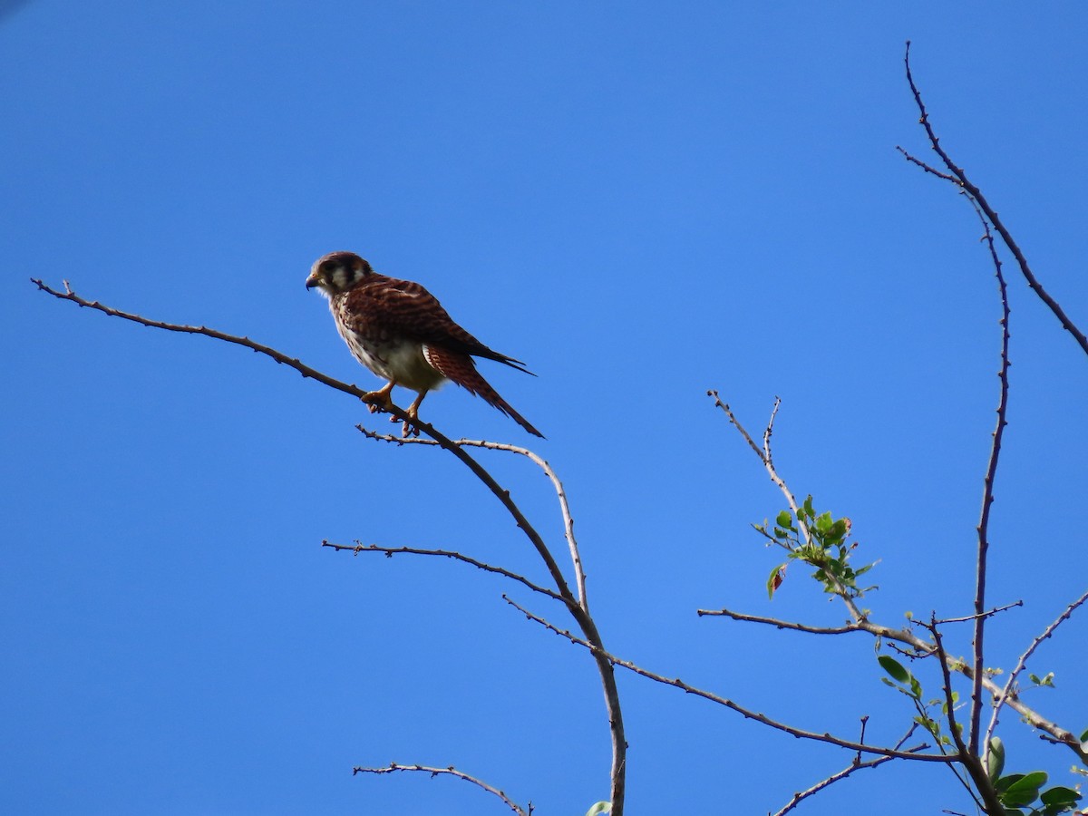 American Kestrel - ML642525774