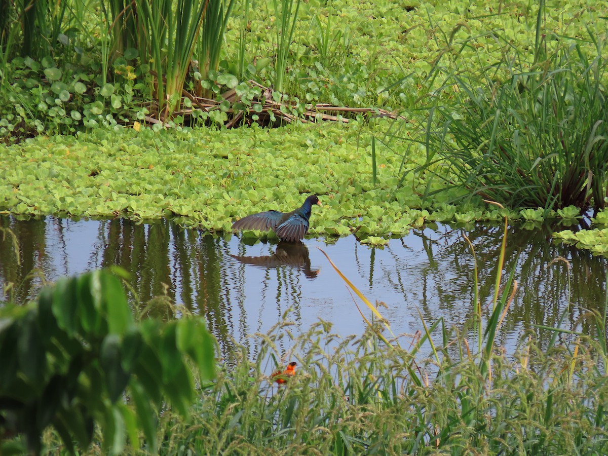 slípka žlutonohá - ML642525846