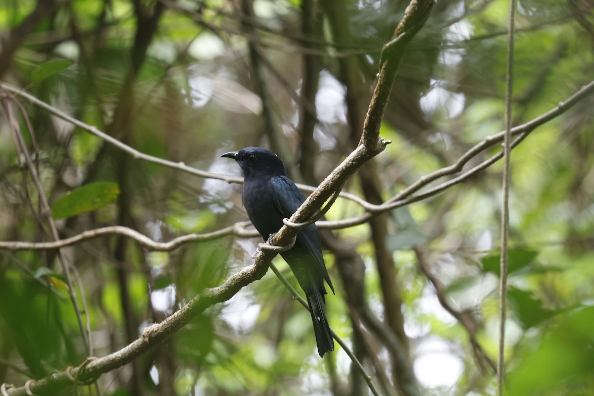 Square-tailed Drongo-Cuckoo - ML642525851
