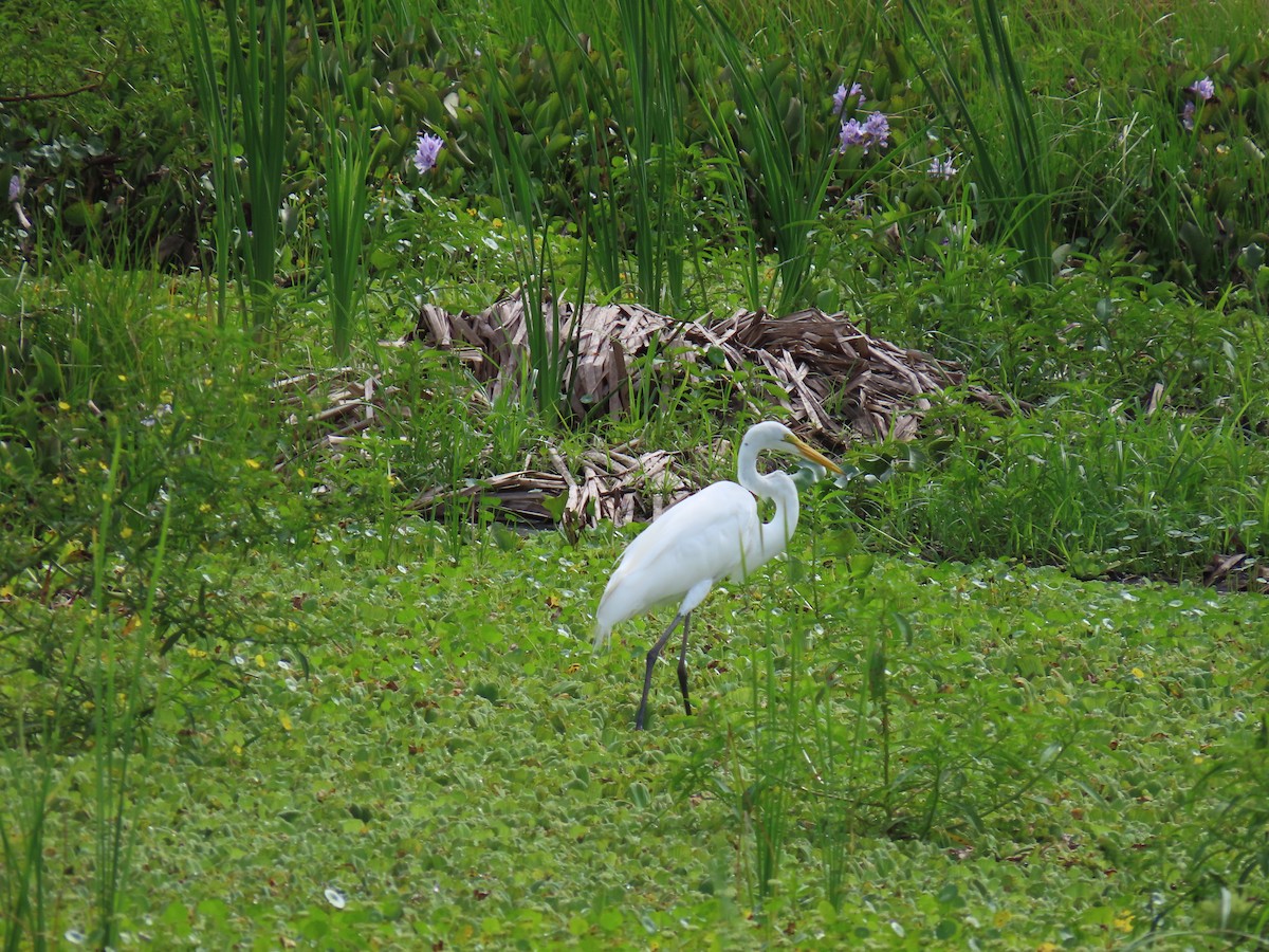 volavka bílá - ML642525871