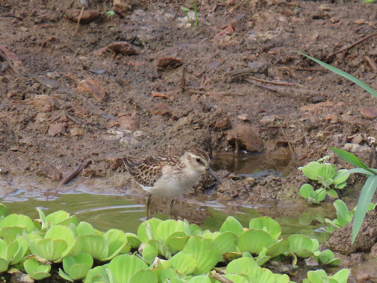 jespák drobný - ML642525906