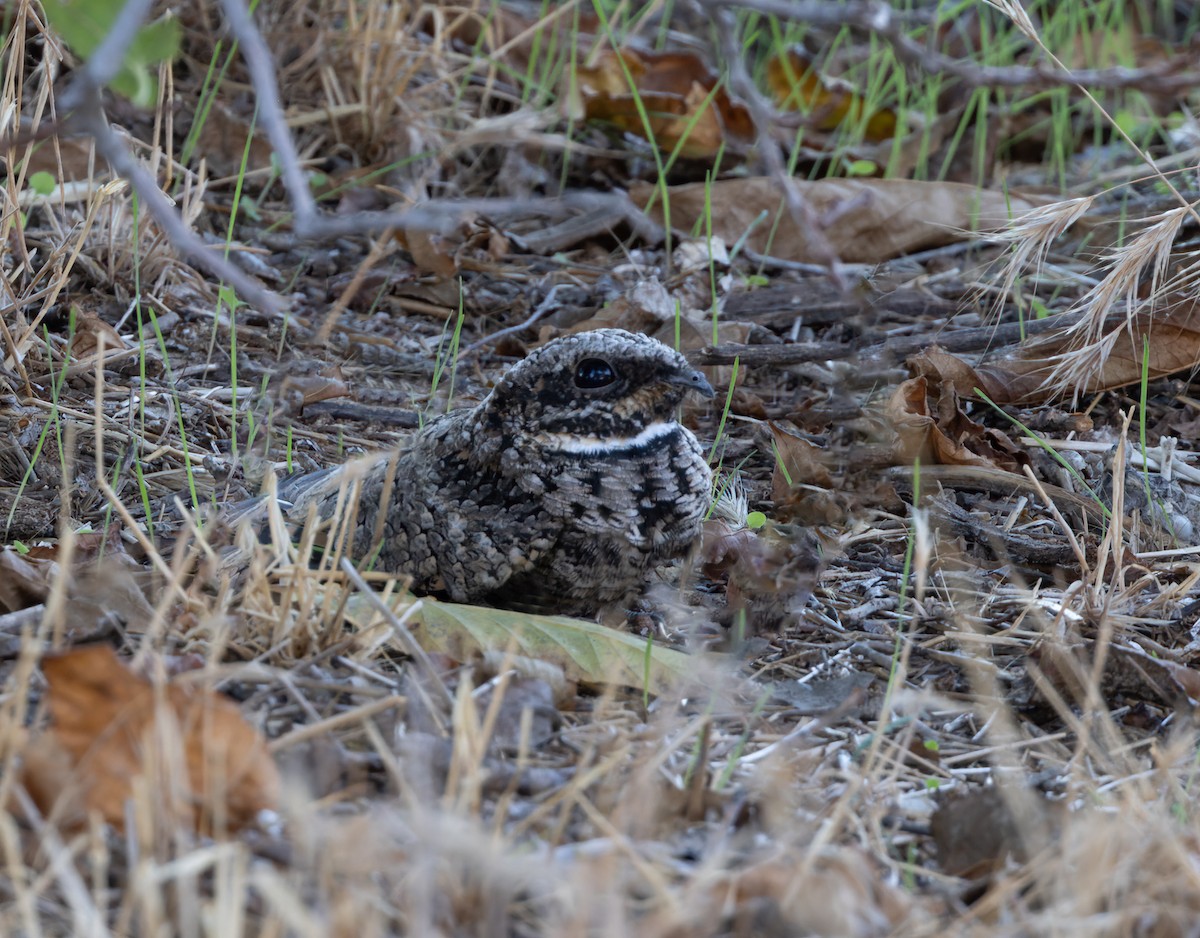 Common Poorwill - ML642525907