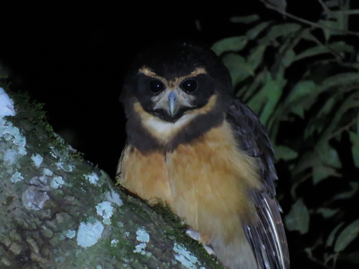 Tawny-browed Owl - ML642525910