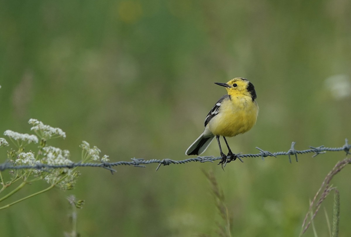 Citrine Wagtail - ML642525914
