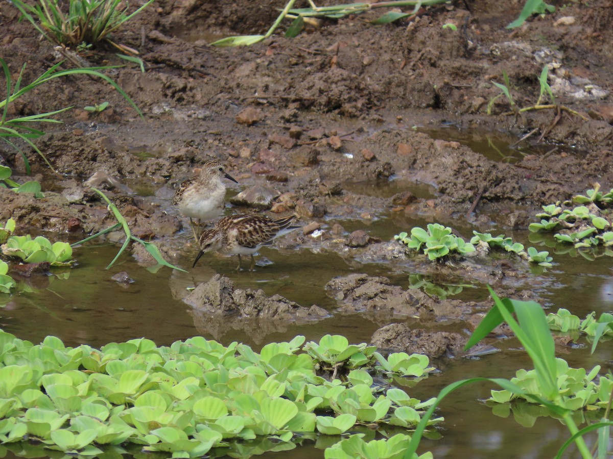 jespák drobný - ML642525919