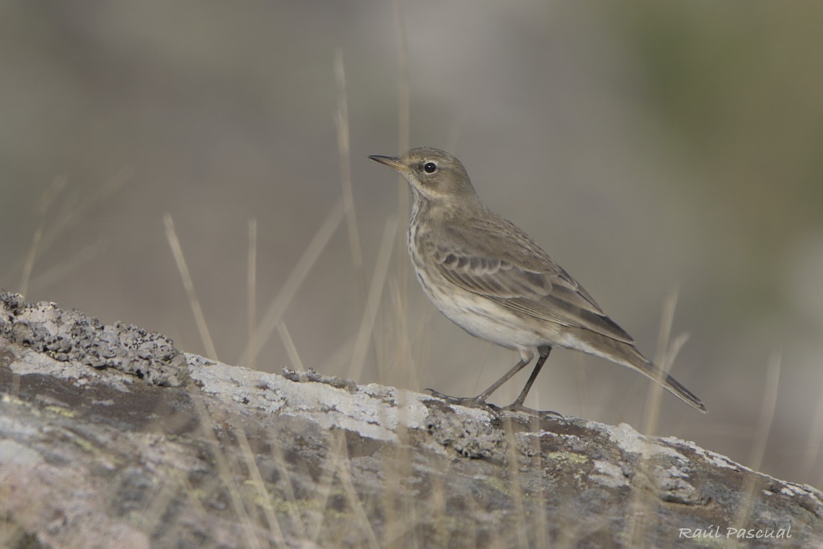 Water Pipit - ML642525921