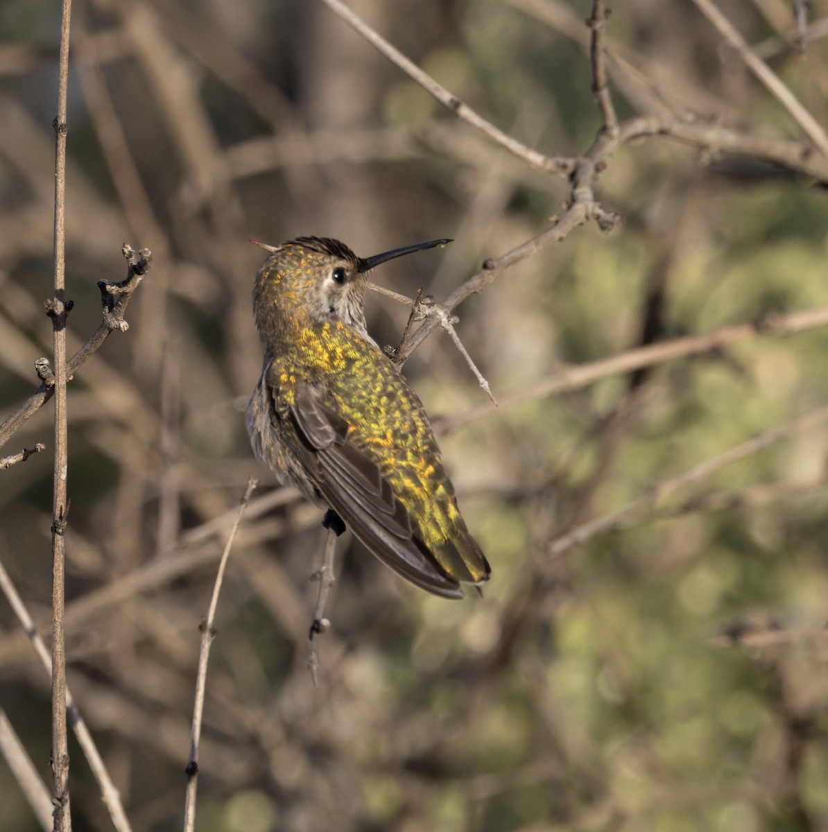 hummingbird sp. - ML642525940