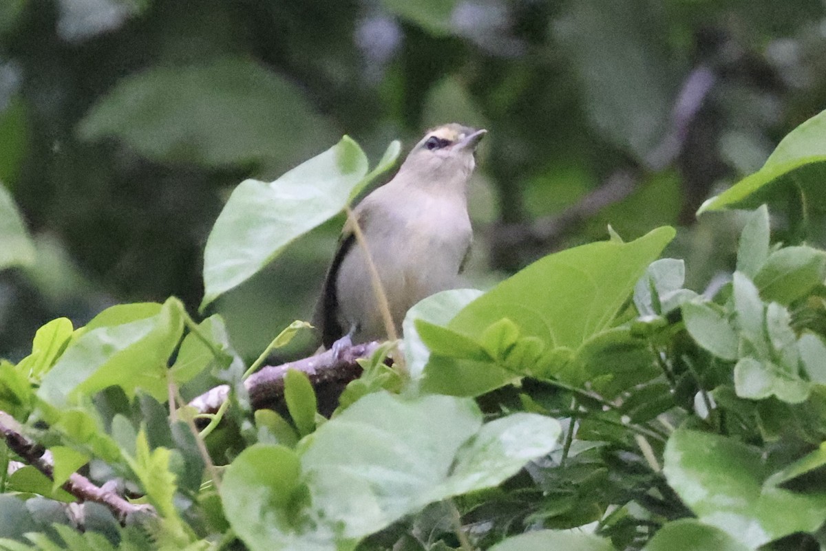 Yucatan Vireo - ML642526000
