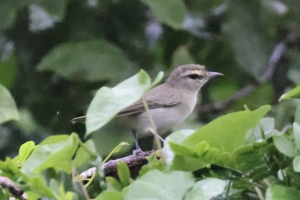 Yucatan Vireo - ML642526001