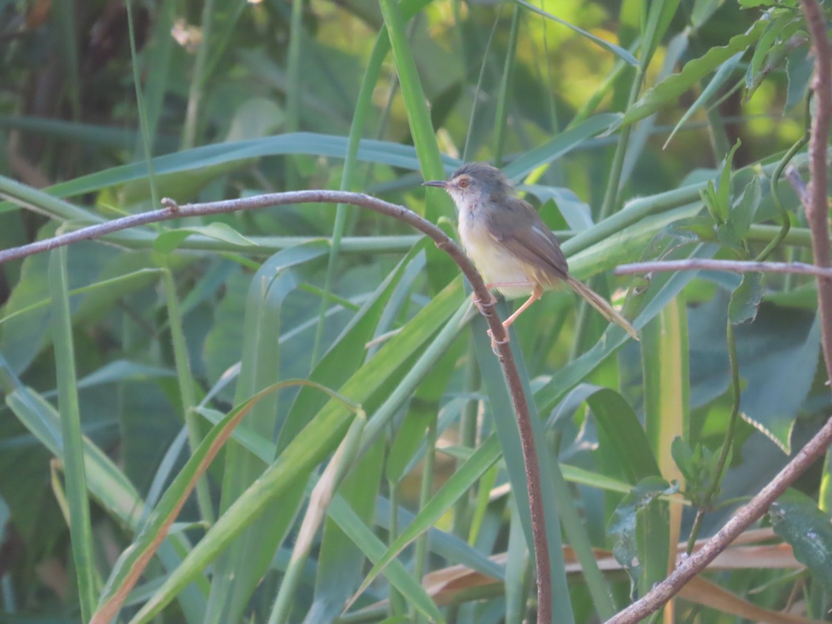 Yellow-bellied Prinia - ML642526004