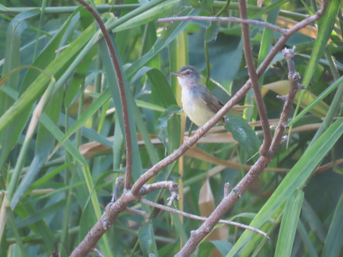 Yellow-bellied Prinia - ML642526005