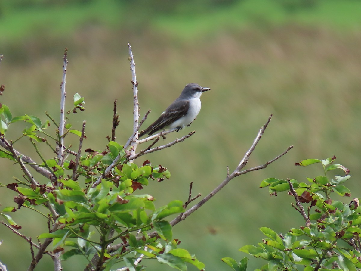 Gray Kingbird - ML642526022