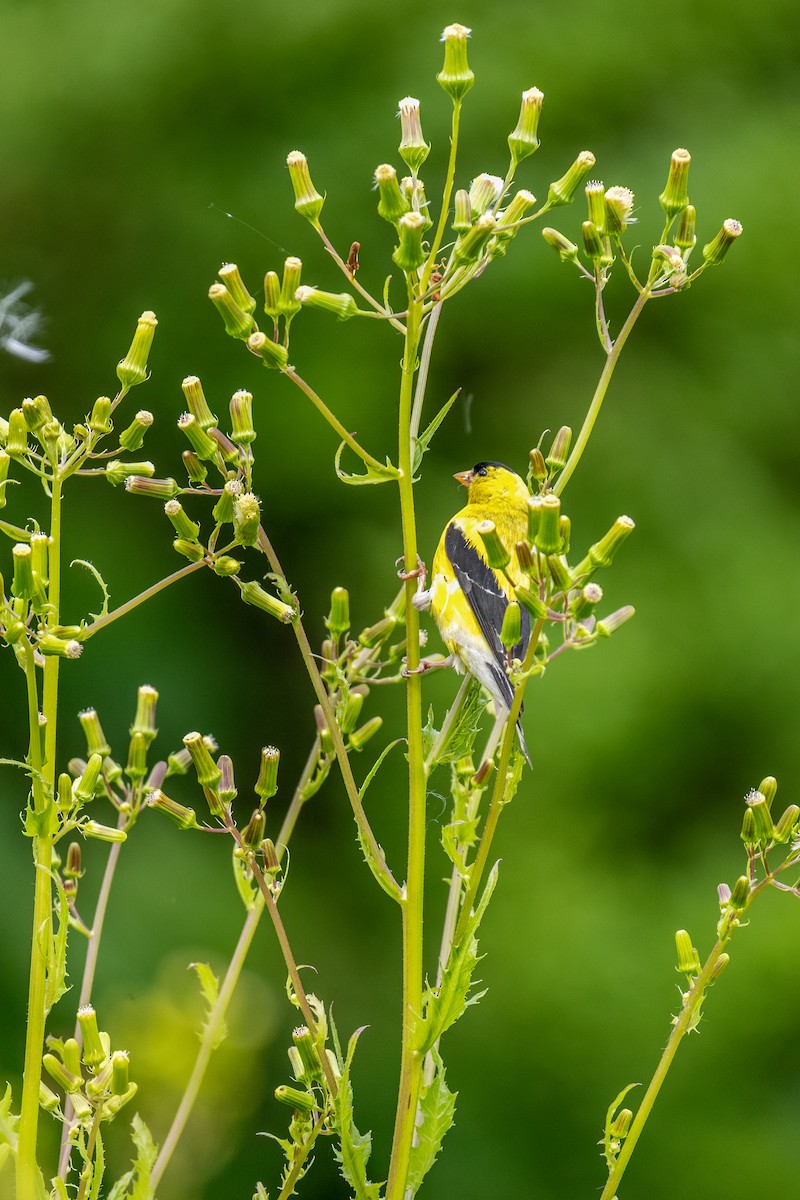 American Goldfinch - ML642526030