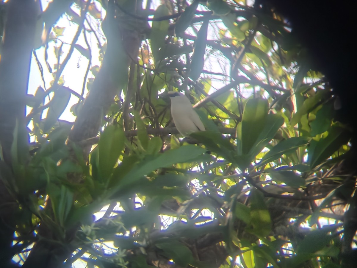 Bali Myna - ML642526054