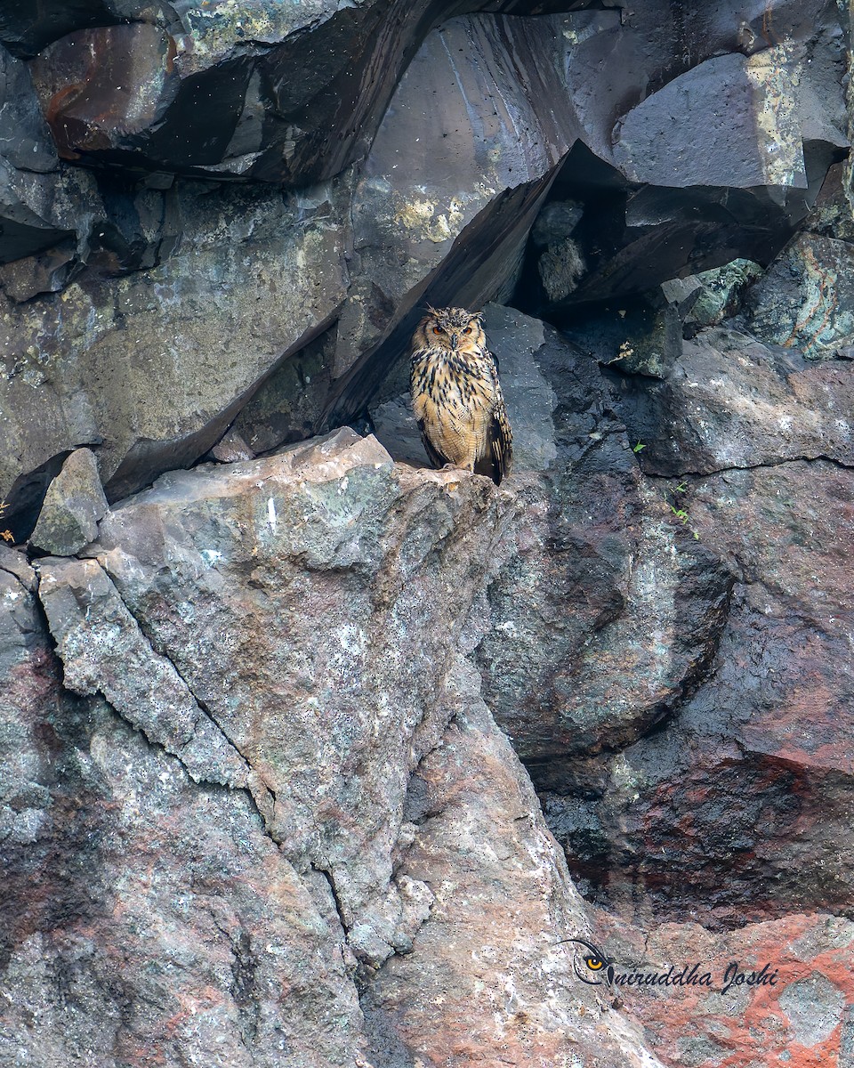 Rock Eagle-Owl - ML642526074