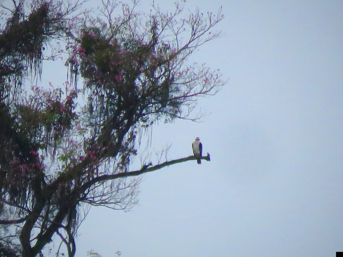 Black-and-white Hawk-Eagle - ML642526080