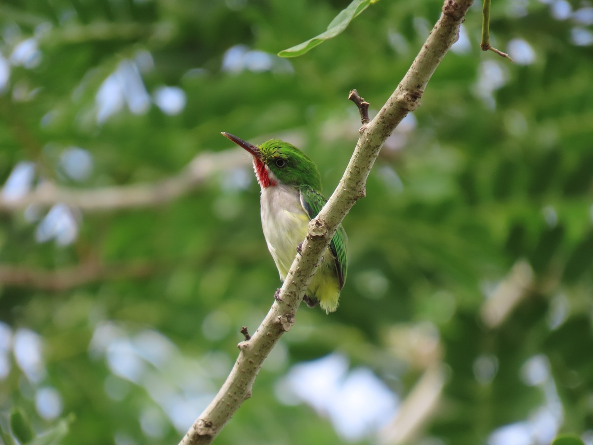 todi portorický - ML642526084