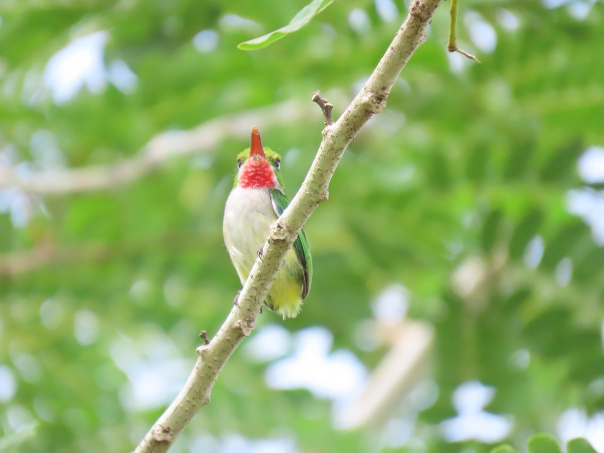 todi portorický - ML642526092